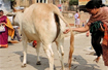 Want Cleopatra-like beauty? Massage your face with cow urine, says Gujarat Board